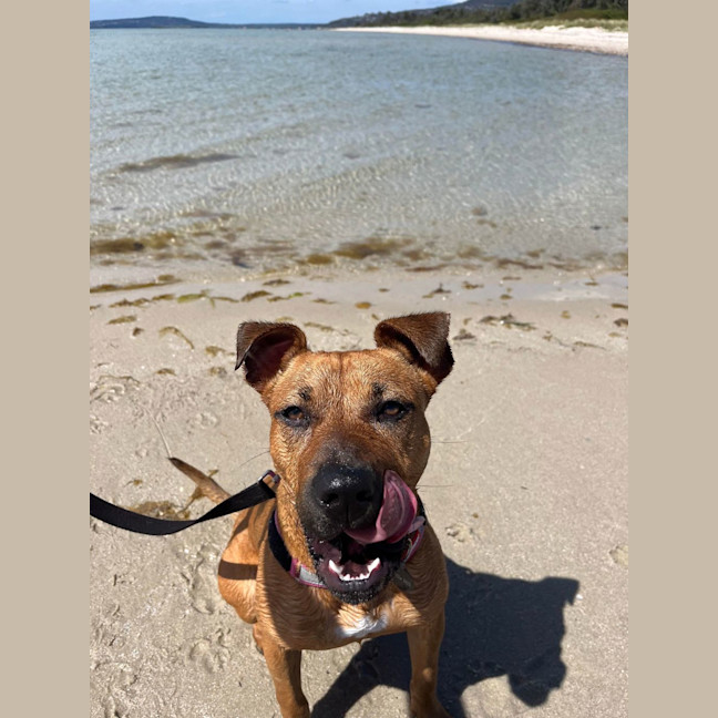 Photo of Pumpkin
