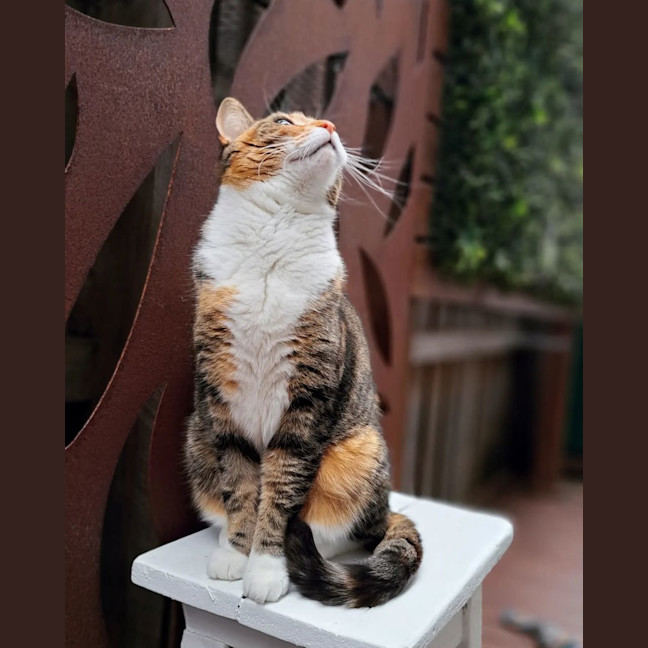 Photo of Tilly