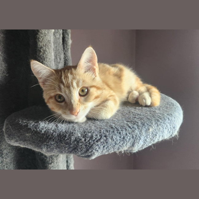 Photo of Leon   Located In Templestowe Lower