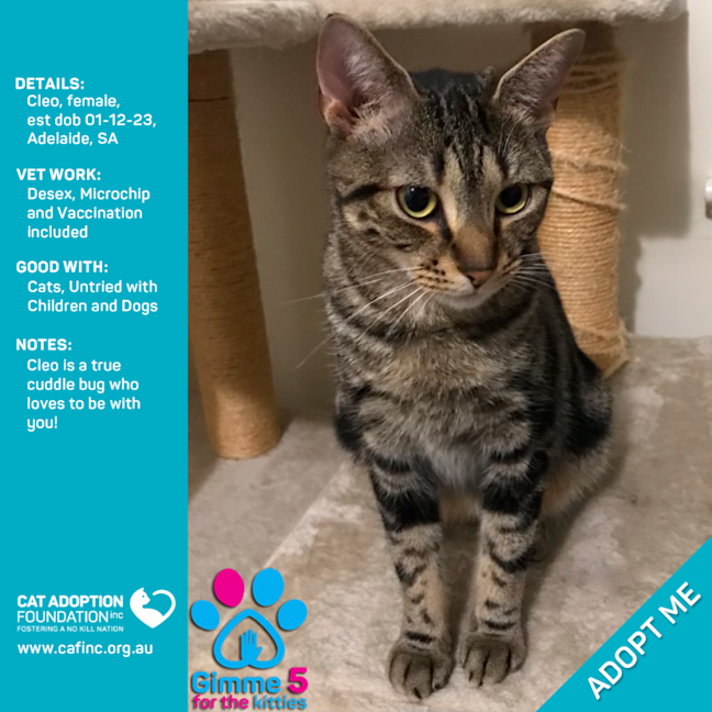 Photo of Cleo Only $50 Limited Time!