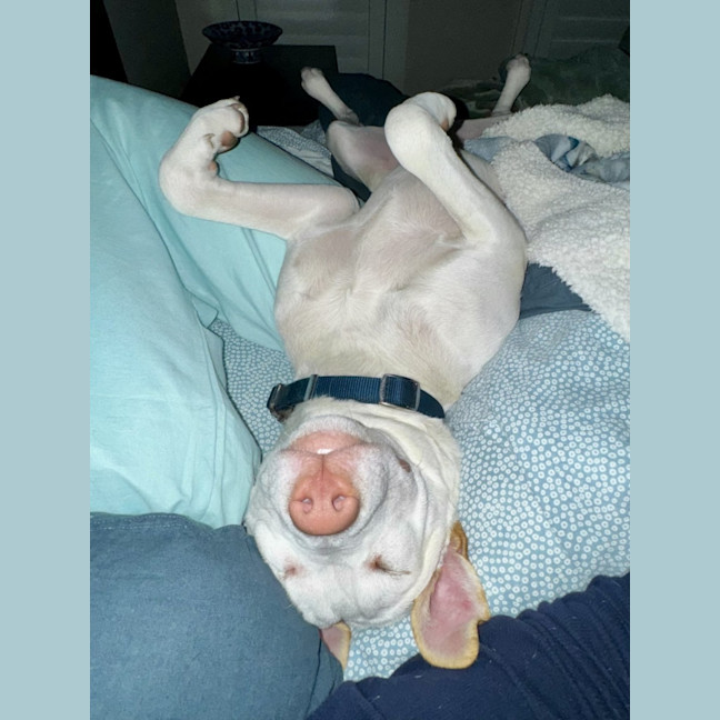 Photo of Marshmallow 