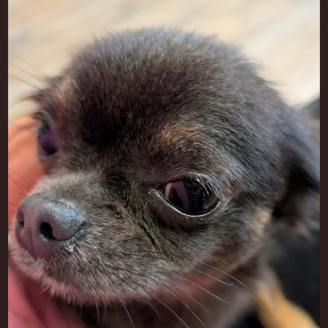Photo of Bluey