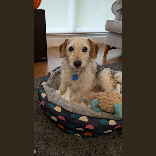 Photo of Sparky