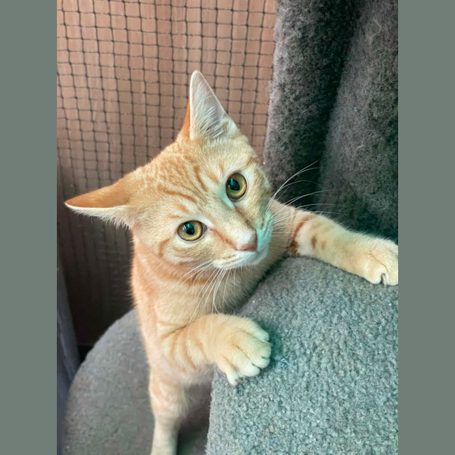 Photo of Henry Smith ** 2nd Chance Cat Rescue **