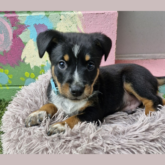 Photo of D1122 Archie