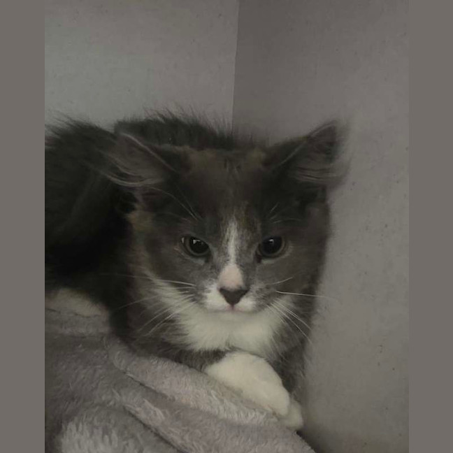 Photo of Mittens