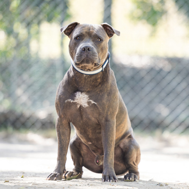 Photo of Tonka
