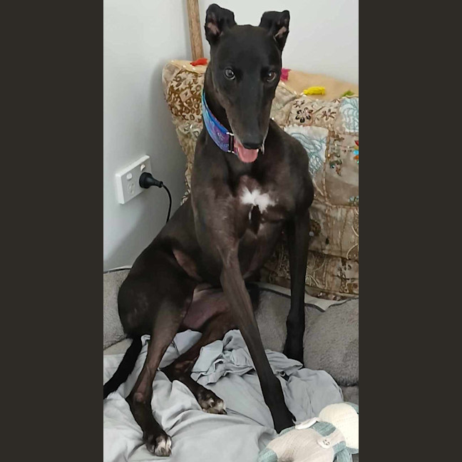 Photo of Sarah, The Greyhound