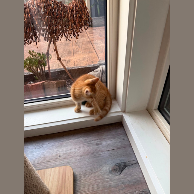 Photo of Tony (De No Toe Za)  Meet Me At Petstock Keysborou