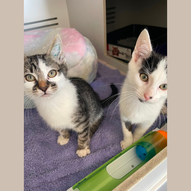 Photo of Squiggles *Available From Petstock Milperra*