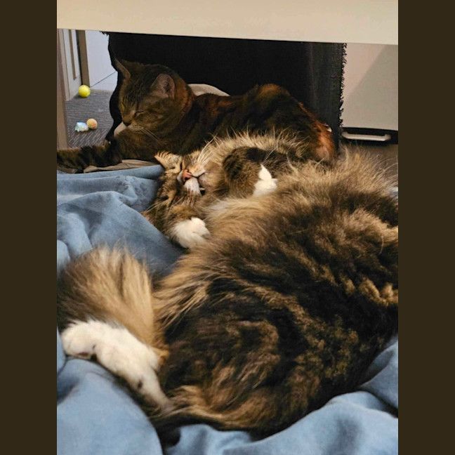 Photo of Nugget & Bellatrix 