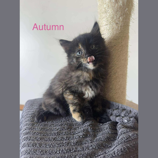 Photo of Autumn