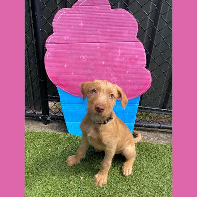 Photo of Toffee