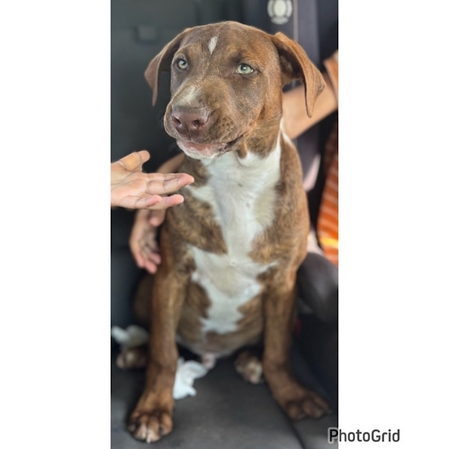 Photo of Bodhi