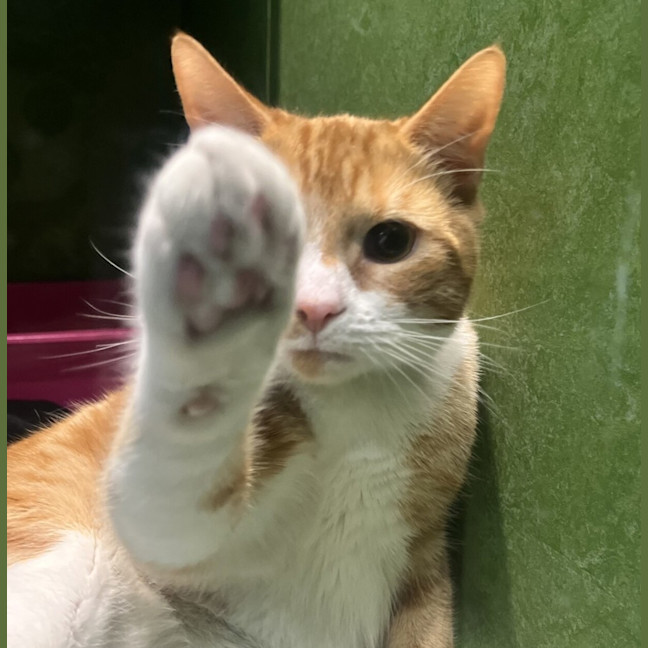 Photo of Marmalade
