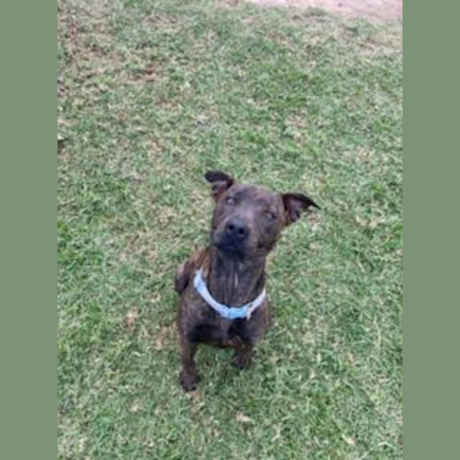 Photo of Junie