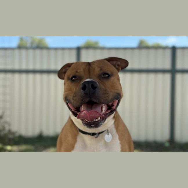 Photo of Moose