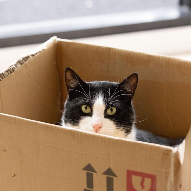 Photo of Sylvester   In Foster Care In Collingwood
