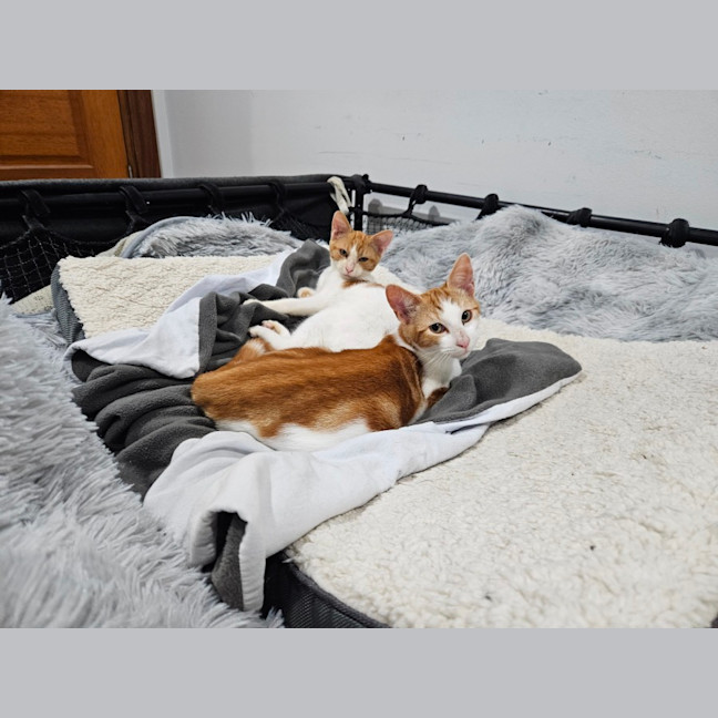 Photo of Ollie