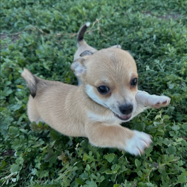 Photo of Raff
