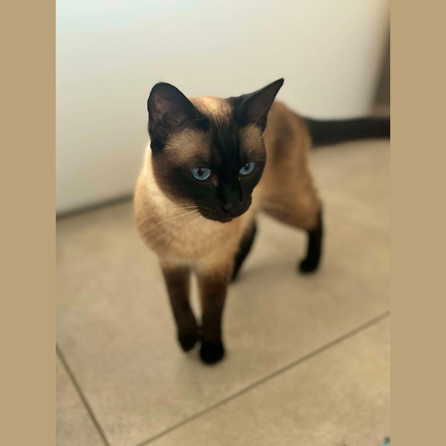 Photo of Cleo   In Foster Care In Riddells Creek