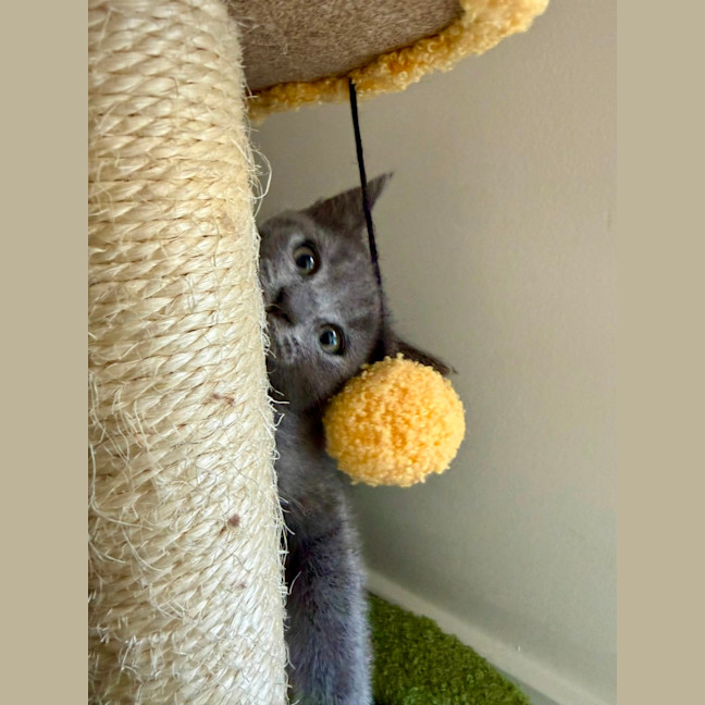 Photo of Little Foot