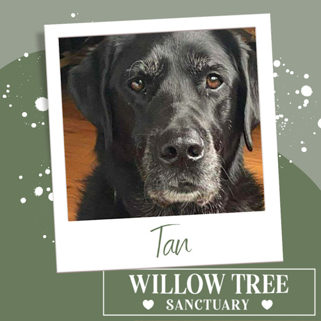 Photo of Tan