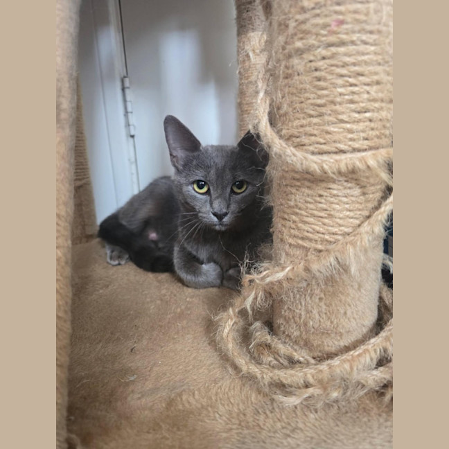 Photo of Misty