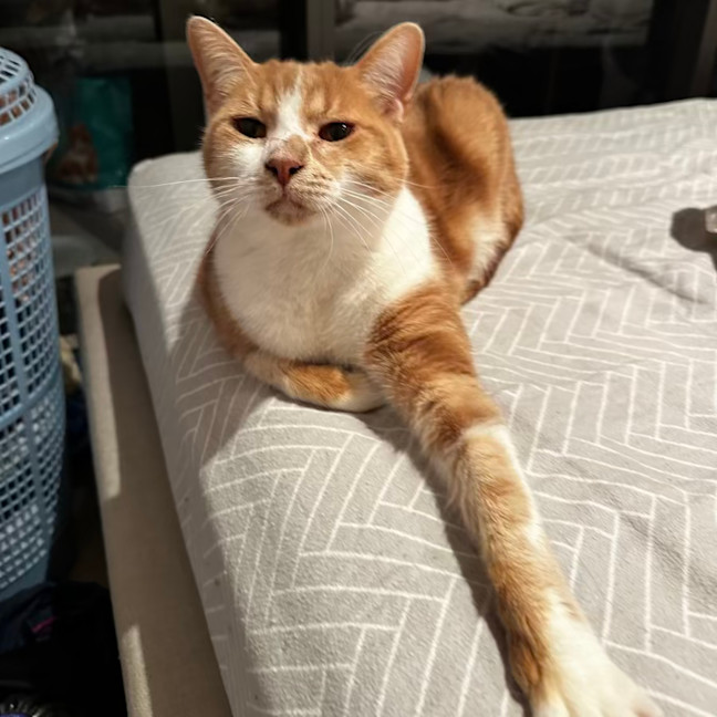 Photo of Nala & Bowie