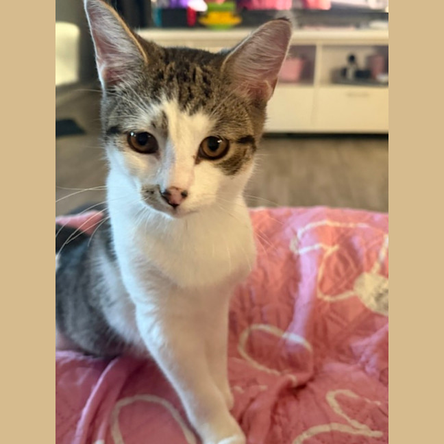 Photo of Archer