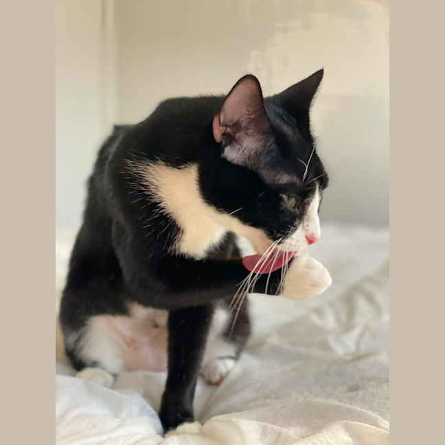 Photo of Pawdrey Hepburn