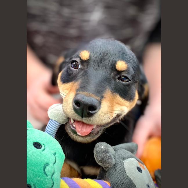 Photo of Smiley