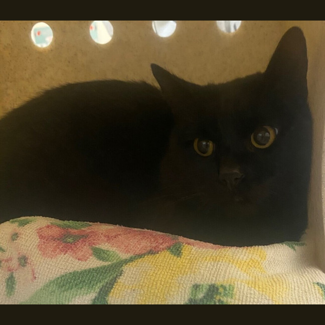 Photo of Sesame