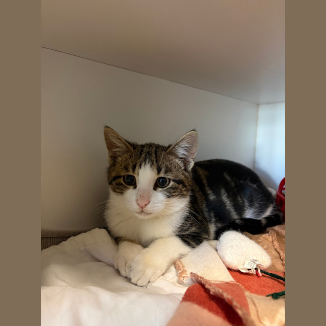 Photo of Oscar