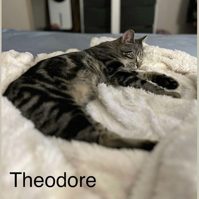 Photo of Theodore 