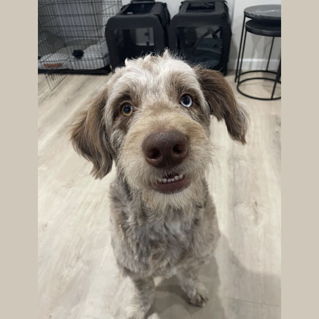 Photo of Woody