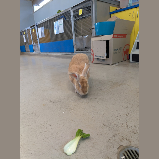Photo of Caramel