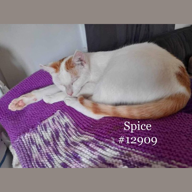 Photo of Spice