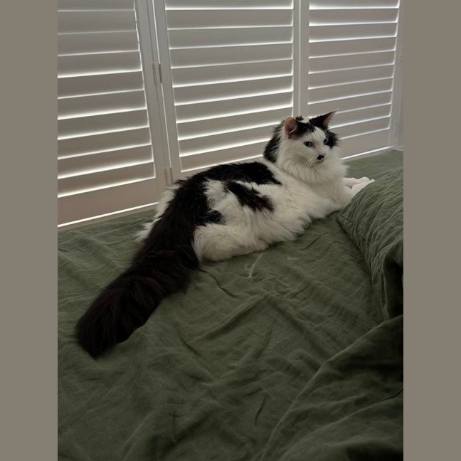 Photo of Beerus   In Foster Care In Northcote