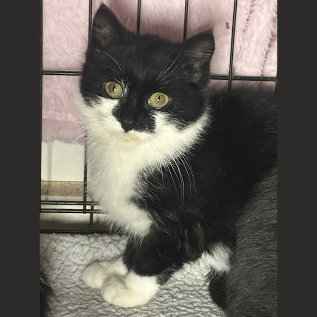 Photo of Barry * 9 Lives Project Rescue*