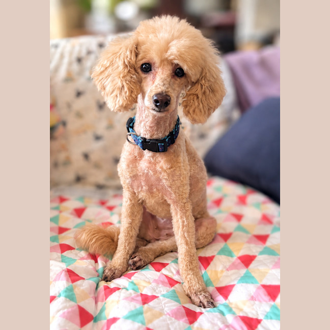 Photo of Lola