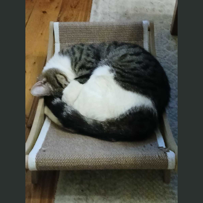 Photo of Tristan (Jasper)