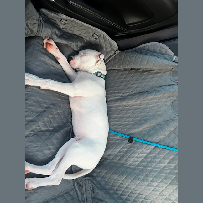 Photo of Boof   4 Month Old Staffy X (Trial)