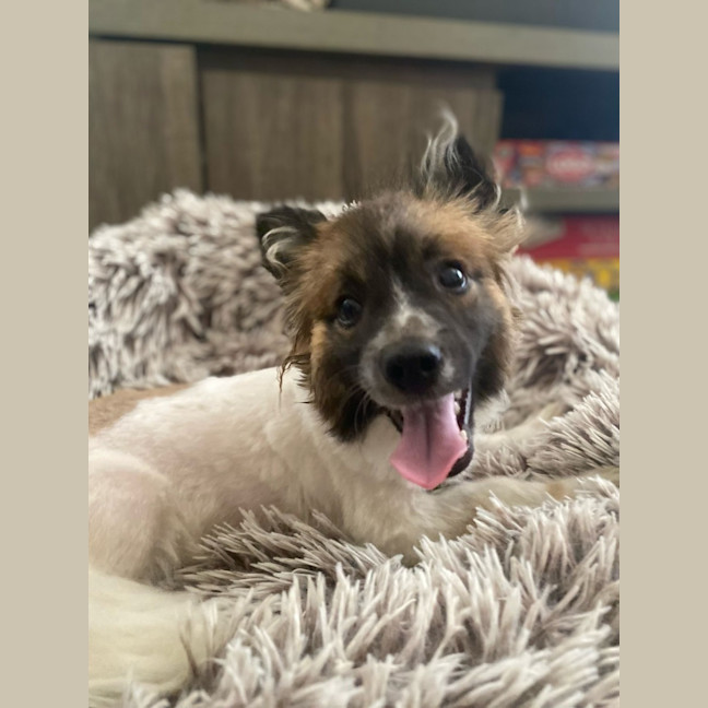 Photo of Crumpet 🐶