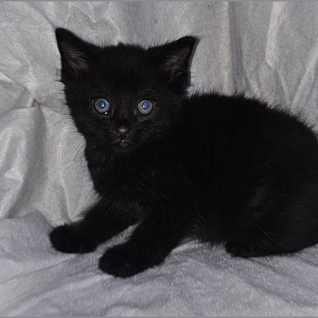 Photo of Darcy