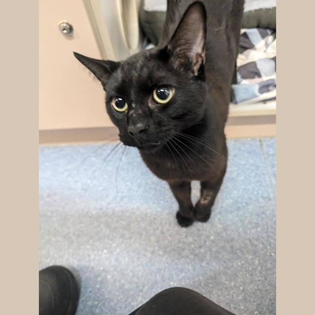 Photo of Gus Binx