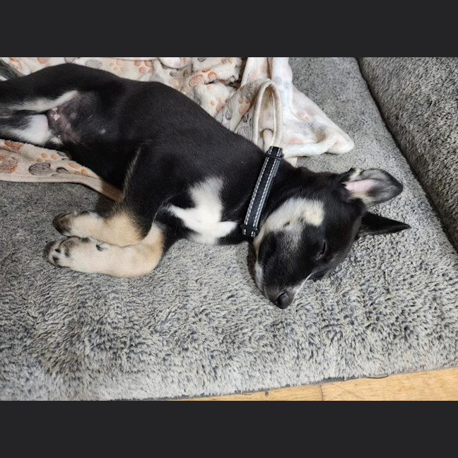 Photo of Chinook