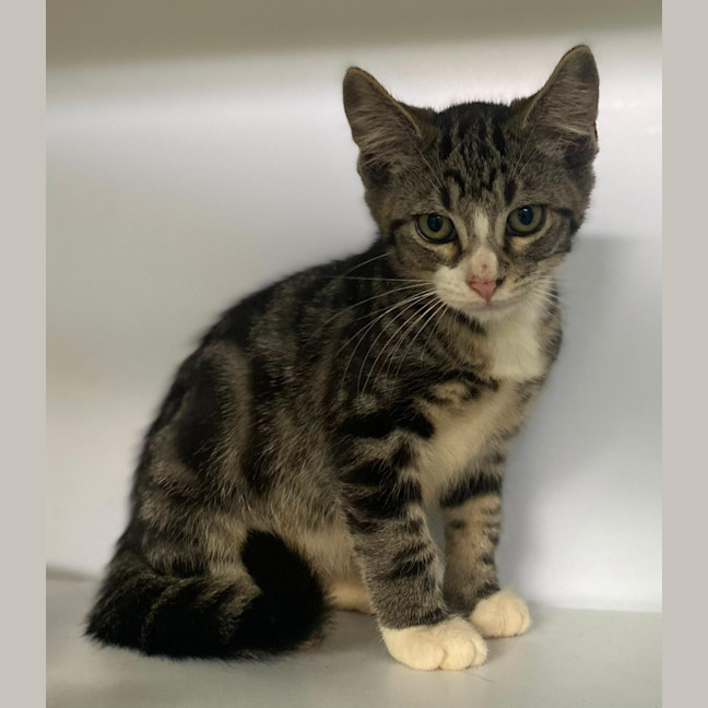 Photo of Denzel (9969)