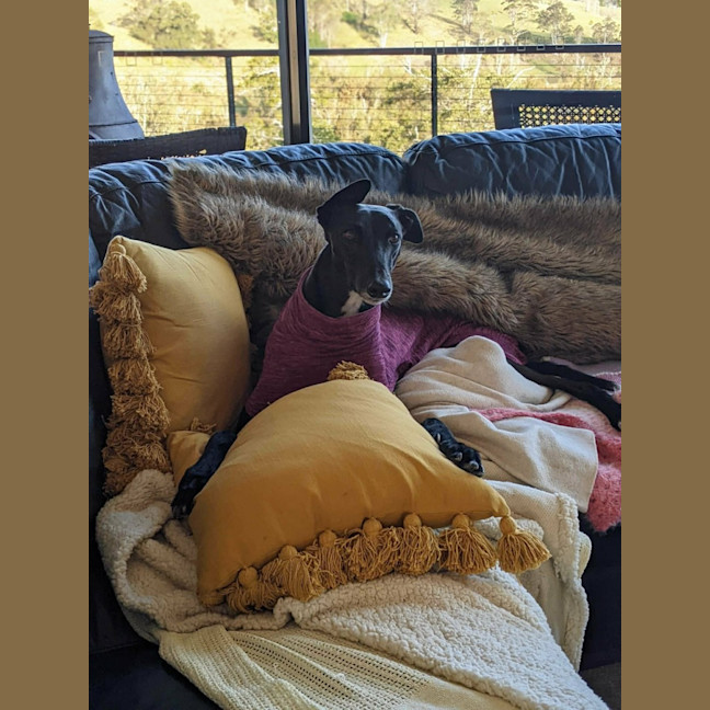 Photo of Cassie, The Greyhound