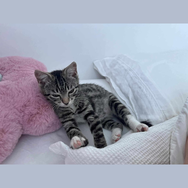 Photo of Loki